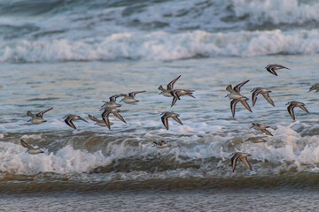 flock of sandpipers flying by the sea