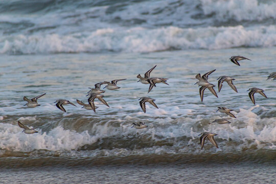 flock of sandpipers flying by the sea