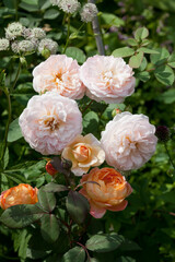 english roses of peach and orange shades in the garden on a green blurred background
