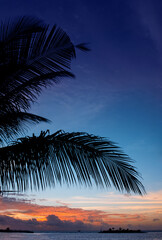sunset on a tropical island through palm leaves