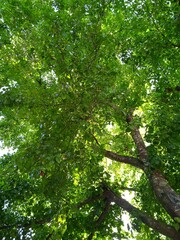 tree in the forest