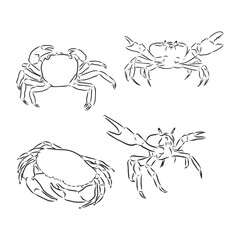 Vector vintage crab drawing. Hand drawn monochrome seafood illustration. Great for menu, poster or label. crab animal vector sketch illustration