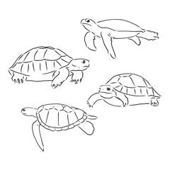 turtle line art coloring book illustration. turtle animal vector sketch illustration