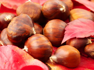 Chestnuts freshly picked and laid in the middle of autumn leaves