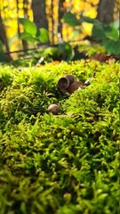 Seeds in the moss