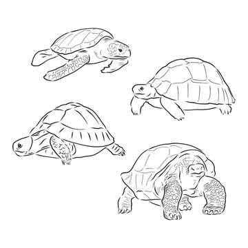 turtle line art coloring book illustration. turtle animal vector sketch illustration