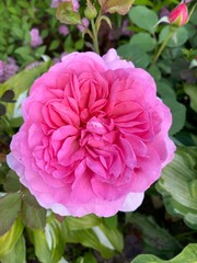 pink rose bush