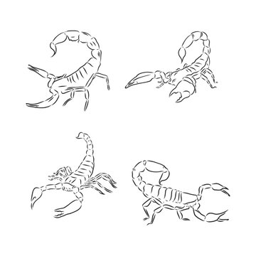 Graphical scorpions isolated on white background,vector illustration for tattoo and printing Scorpion animal vector sketch illustration