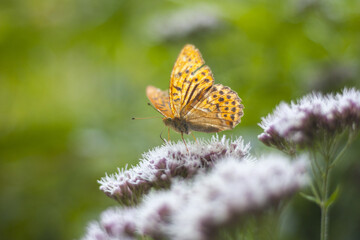 Obraz premium Closeup shot of a big orange butterfly on a flower