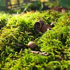 Seeds in the moss
