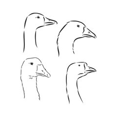 vector illustration of engraving goose on white background . goose bird vector sketch illustration