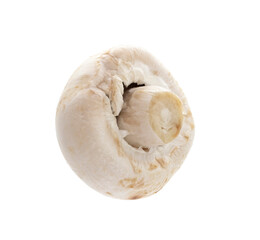 champignon isolated on a white background.