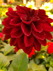 Closeup shot of a beautiful red dahlia flower on a blurred background