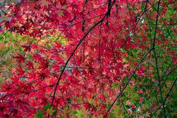 red maple 