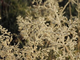 The grass is covered with frost