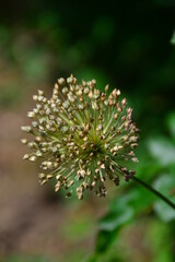 Wild garlic Allium ursinum