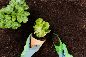 Woman planting young seedlings of lettuce salad in the vegetable garden