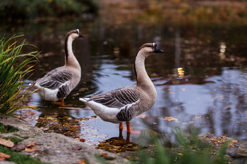 Graugänse am Wasser im Herbst