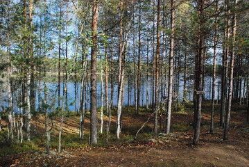 Autumn trees by the lake.