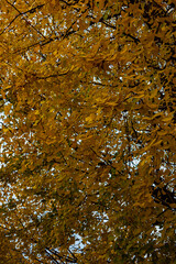 ginkgo trees in Japan 