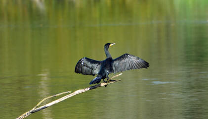 Cormorant large black waterbird  on branch over water with wings out.