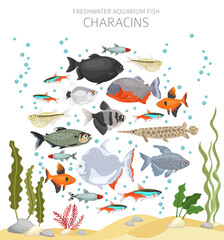 Characins fish. Freshwater aquarium fish icon set flat style isolated on white