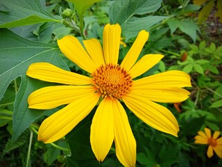 yellow flower in the garden