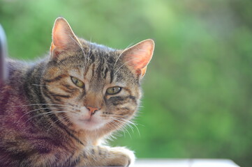 Courious kitten looking at you