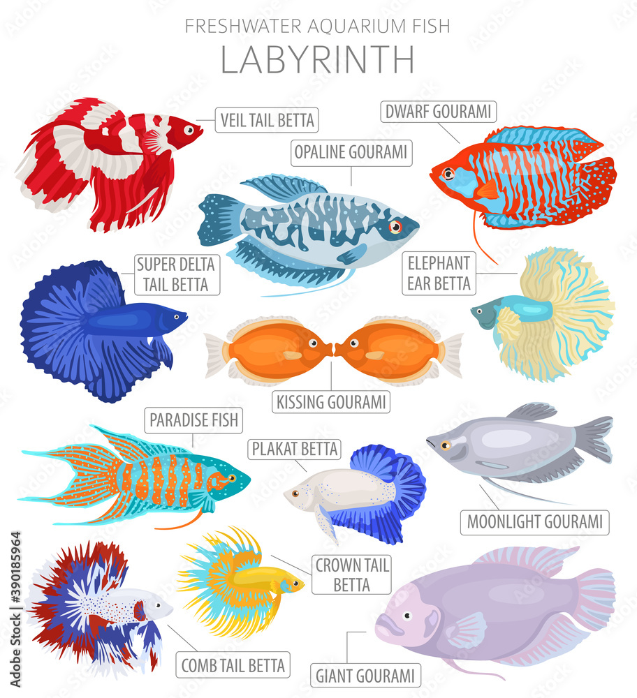 Wall mural Labyrinth fish. Freshwater aquarium fish icon set flat style isolated on white - Wall murals