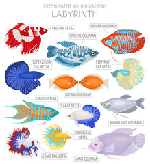 Labyrinth fish. Freshwater aquarium fish icon set flat style isolated on white