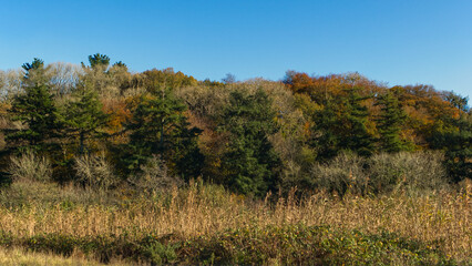 Fototapeta premium Autumnal view towards the forest on a sunny day