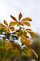 Kastanienblätter im Herbst