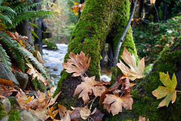 Autumn leaves resting on mossy tree branches
