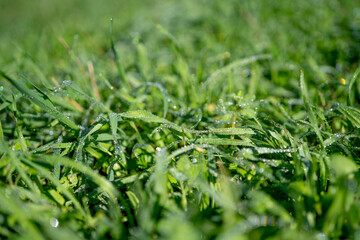 Morning green grass in the sun with dew drops. Soft Focus. Nature Background