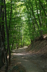Obraz premium path in the woods