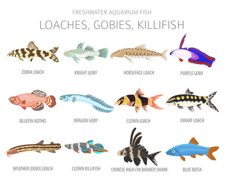 Loaches, gobies, killfish. Freshwater aquarium fish icon set flat style isolated on white