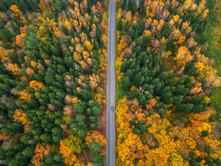 Car rides on a straight road in a beautiful autumn forest, photo from a drone. Beautiful autumn forest landscape, top view.