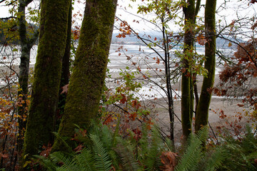 A tranquil scene of open and wide swampland behind mossy tree branches