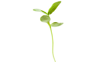 新芽