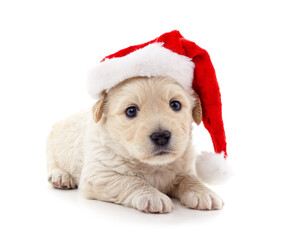 One white puppy in a Christmas hat.