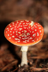 Fly agaric on a forest amanita muscaria amanitaceae family psychedelic trip high quality prints