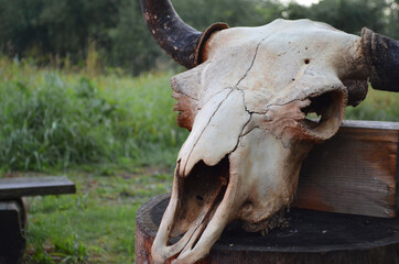 Old bison skull with horn on the nature background. Design concept. Space for text. © kalyanby
