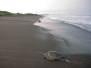 Several female specimens of the Olive ridley sea turtle (Lepidochelys olivacea) come out of the sea to spawn in a beach on the Pacific coast of Costa Rica.