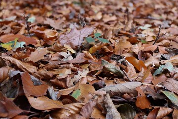 Unsere schönen Waldpilze