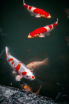 Close up of koi fish swimming in water