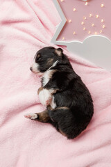 Newborn puppy. Australian Shepherd Puppy. 