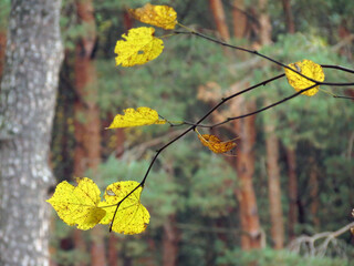 yellow autumn leaves