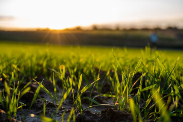 Close up young wheat seedlings growing in a field. Green wheat growing in soil. Close up on sprouting rye agriculture on a field in sunset. Sprouts of rye. Wheat grows in chernozem planted in autumn.