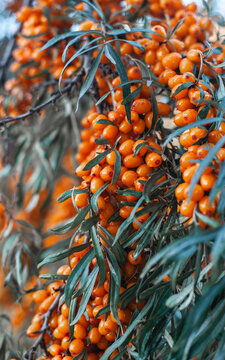 Good Harvest. Juicy Branch With Orange Berries. Hippophae Is A Genus Of Sea Buckthorns, Deciduous Shrubs In The Family Elaeagnaceae. Close-up