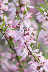 almond flowers. almond tree pink flowers close-up with a branch. CLOSE-UP
